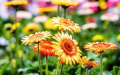 Desktop wallpaper. Flowers. ID:52672