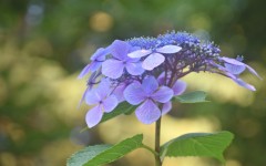 Desktop wallpaper. Flowers. ID:52673