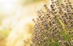 Desktop wallpaper. Flowers. ID:52675