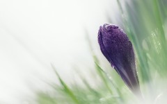 Desktop wallpaper. Flowers. ID:52693