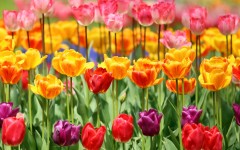 Desktop wallpaper. Flowers. ID:52771