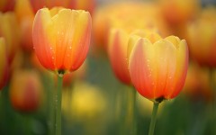 Desktop wallpaper. Flowers. ID:52772