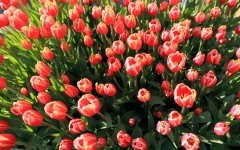 Desktop wallpaper. Flowers. ID:52773