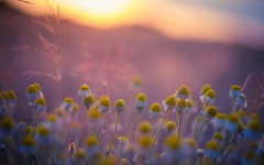 Desktop wallpaper. Flowers. ID:52804