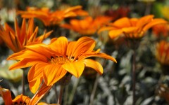 Desktop wallpaper. Flowers. ID:52821