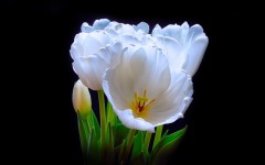 Desktop wallpaper. Flowers. ID:52833