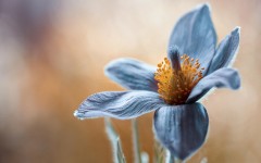 Desktop wallpaper. Flowers. ID:52846