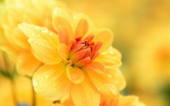 Desktop wallpaper. Flowers. ID:52870