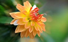 Desktop wallpaper. Flowers. ID:52928