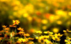 Desktop wallpaper. Flowers. ID:52972