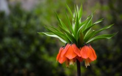 Desktop wallpaper. Flowers. ID:53009
