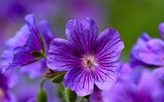 Desktop wallpaper. Flowers. ID:53022