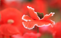 Desktop wallpaper. Flowers. ID:53031