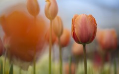 Desktop wallpaper. Flowers. ID:53032