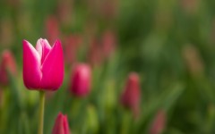 Desktop wallpaper. Flowers. ID:53038