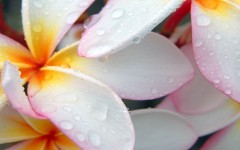 Desktop wallpaper. Flowers. ID:53088