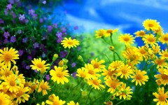 Desktop wallpaper. Flowers. ID:53089