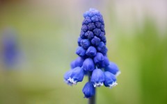 Desktop wallpaper. Flowers. ID:53123