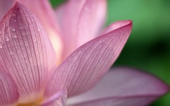 Desktop wallpaper. Flowers. ID:53143