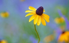 Desktop wallpaper. Flowers. ID:53275