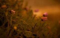 Desktop wallpaper. Flowers. ID:53278