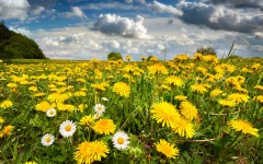 Desktop wallpaper. Flowers. ID:53279