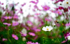 Desktop wallpaper. Flowers. ID:53287