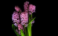 Desktop image. Flowers. ID:53297