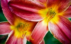 Desktop wallpaper. Flowers. ID:53311