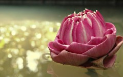Desktop wallpaper. Flowers. ID:53312