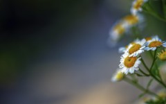 Desktop wallpaper. Flowers. ID:53479