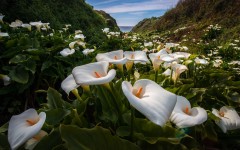 Desktop wallpaper. Flowers. ID:53613