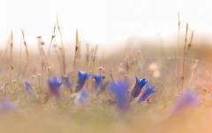 Desktop wallpaper. Flowers. ID:53634