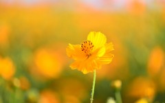 Desktop wallpaper. Flowers. ID:53647