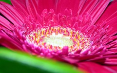 Desktop wallpaper. Flowers. ID:53665