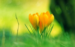 Desktop wallpaper. Flowers. ID:53667