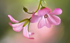Desktop wallpaper. Flowers. ID:53760