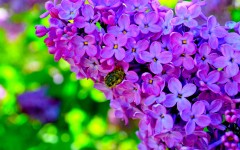 Desktop wallpaper. Flowers. ID:54161