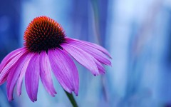 Desktop wallpaper. Flowers. ID:54174