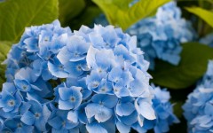 Desktop wallpaper. Flowers. ID:54175
