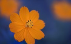 Desktop wallpaper. Flowers. ID:54185