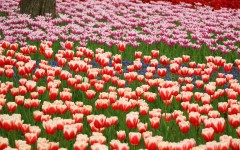 Desktop wallpaper. Flowers. ID:54194