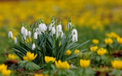Desktop wallpaper. Flowers. ID:54381