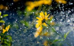 Desktop wallpaper. Flowers. ID:54386