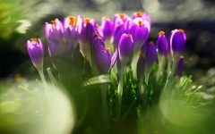 Desktop wallpaper. Flowers. ID:54388