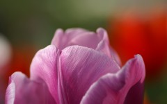 Desktop wallpaper. Flowers. ID:54391