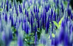Desktop wallpaper. Flowers. ID:54660