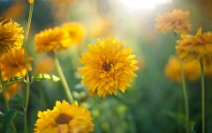 Desktop wallpaper. Flowers. ID:54684
