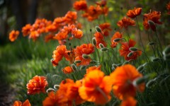 Desktop wallpaper. Flowers. ID:54697