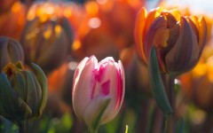 Desktop wallpaper. Flowers. ID:54873